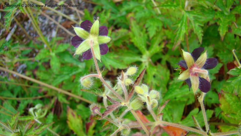 Geranium hispidissimum--Tasmania. Royal Tasmanian Botanical Garden. 2 Feb 2010. 153 (7).jpg
