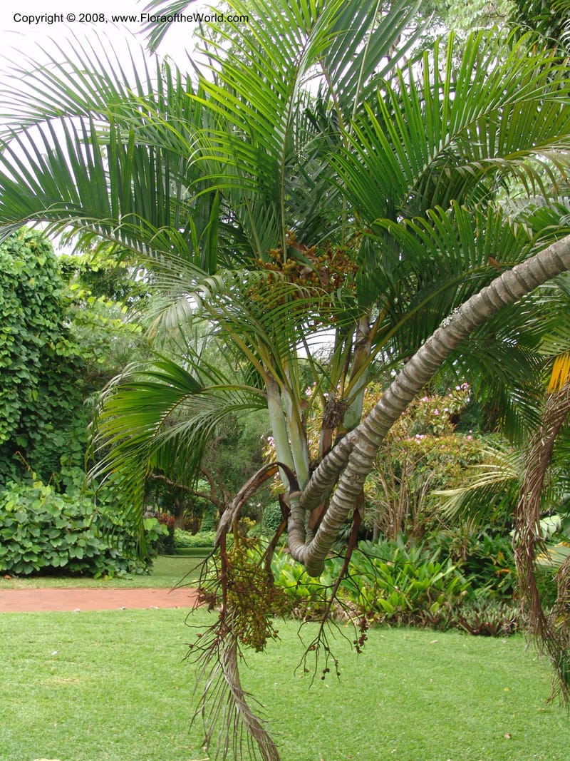 Chrysalidocarpus lucubensis--So. Africa. Durban Bot. Garden. 14 Mch 05. 138.jpg