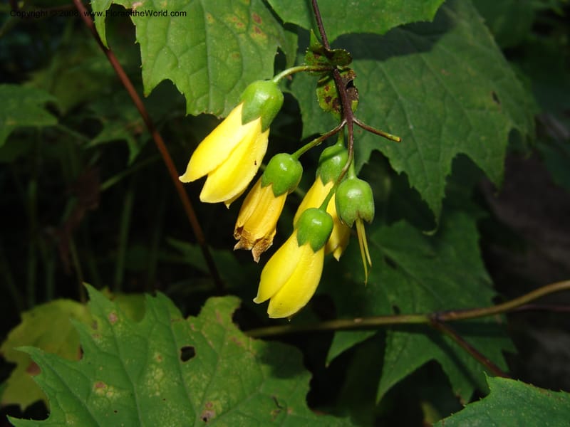 Kirengeshoma palmata--France. Paris. Jardin des Plantes. 4 Sep 07. 123.jpg