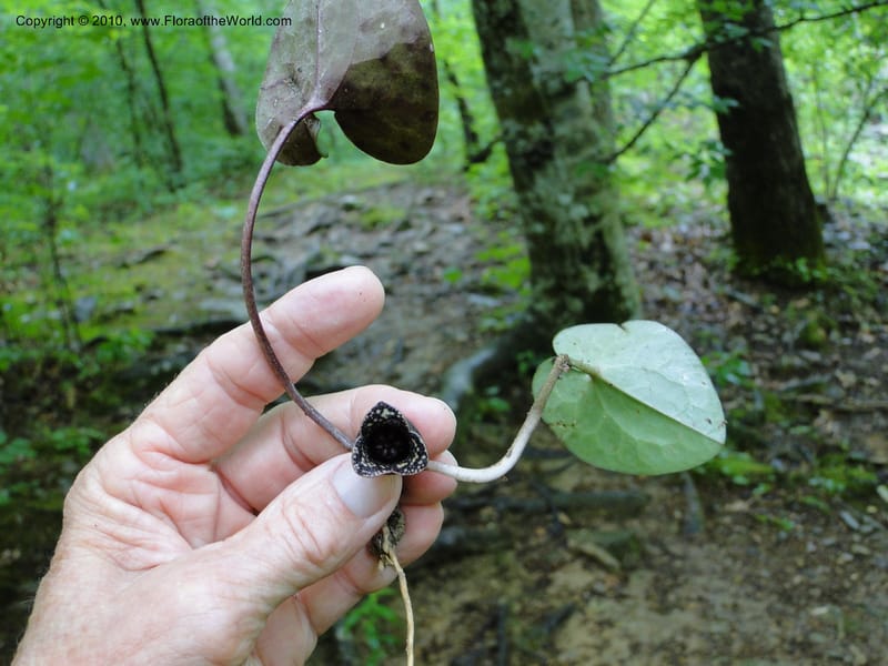 Hexastylis arifolium, Mori, S 27431, USA, North Carolina, Durham County, Duke Forest, Gate 26 New Hope Drainage, 24 May 2010 (2).JPG