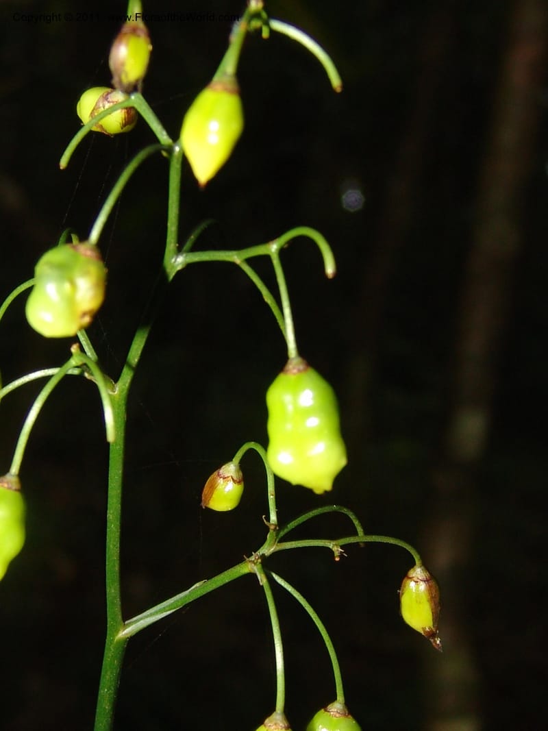 Dianella ensifolia, ROR1594--Madag. Parc Nat. Montagne d'Ambre. 11 Nov 06. 288.jpg