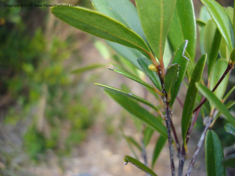 Medicosma,  Munzinger, J 4727--New Caledonia, ProvN,  Mine de Poum, 12 Nov 2007, 014 (7).jpg