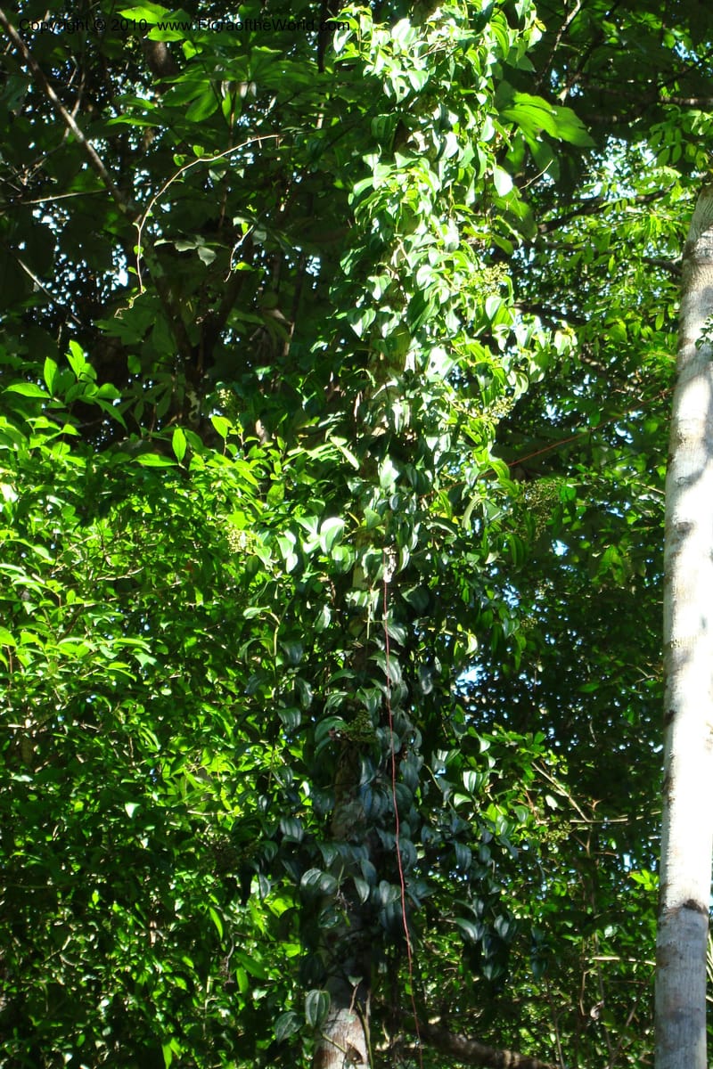 Adelobotrys adscendens, Mori 27362--French Guiana. E of Cacao, road to water reserve. 1 Nov 09. 163.jpg
