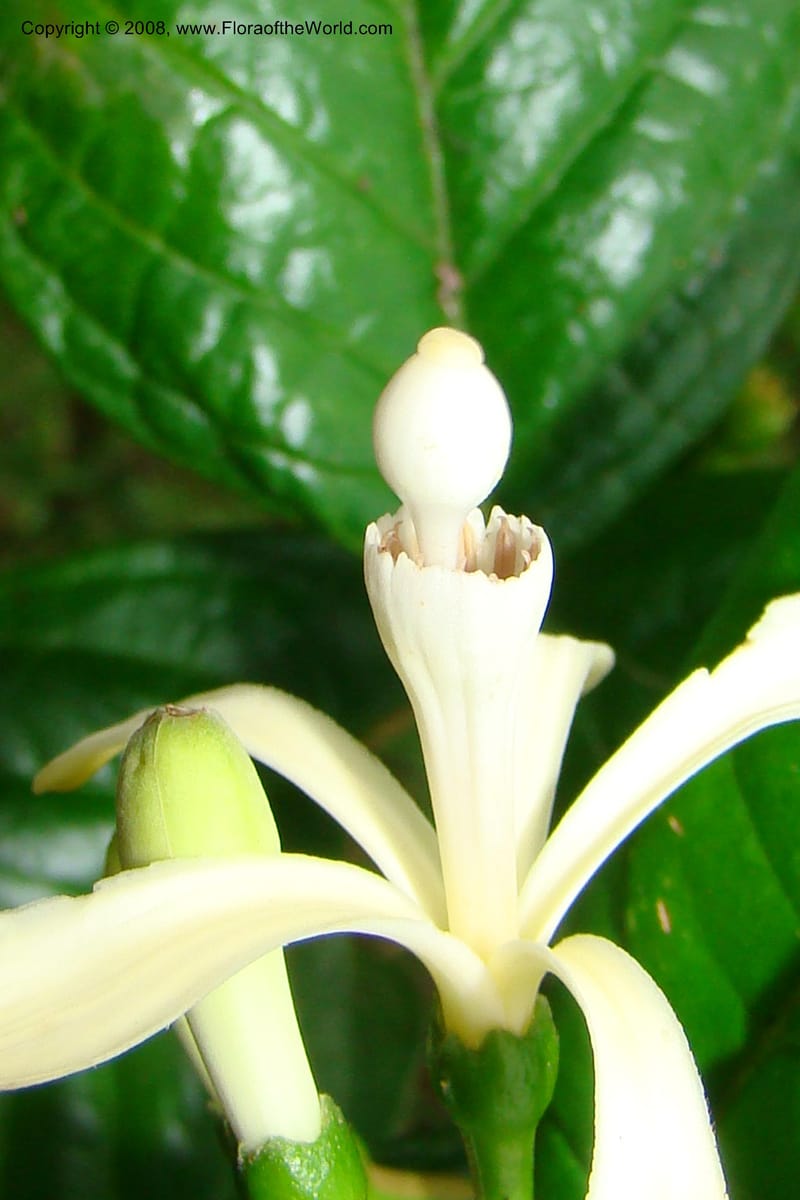Turraea, WKindeketa2993--Tanz. Rungwe Distr. Rungwe For. Res. 24 Jan 08. 274.jpg