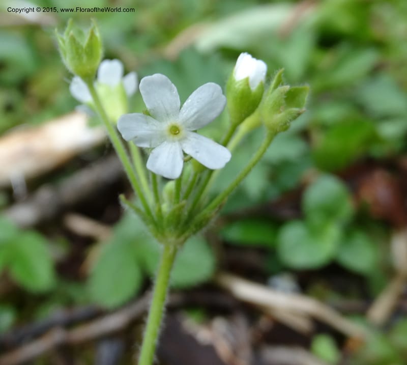 Androsace henryi, Boufford, D 43635--China. Sichuan. LiXian. MiYaLuo. 9 May 2014. DSC04513 (39).JPG