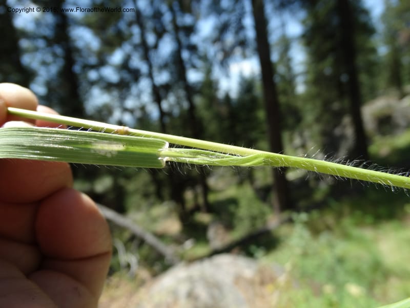 Bromus anomalus, Davidson, C 12563--Idaho. Valley Co. Payette Lake. Sylvan Beach. 12 Jul 2014. DSC09429 (159).JPG