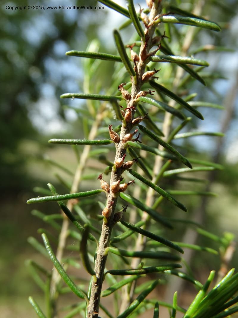 Ceratiola ericoides, Davidson, C 13062--South Carolina. Lexington Co. Redmond Rd. 20 May 2015. DSC06945 (15).JPG