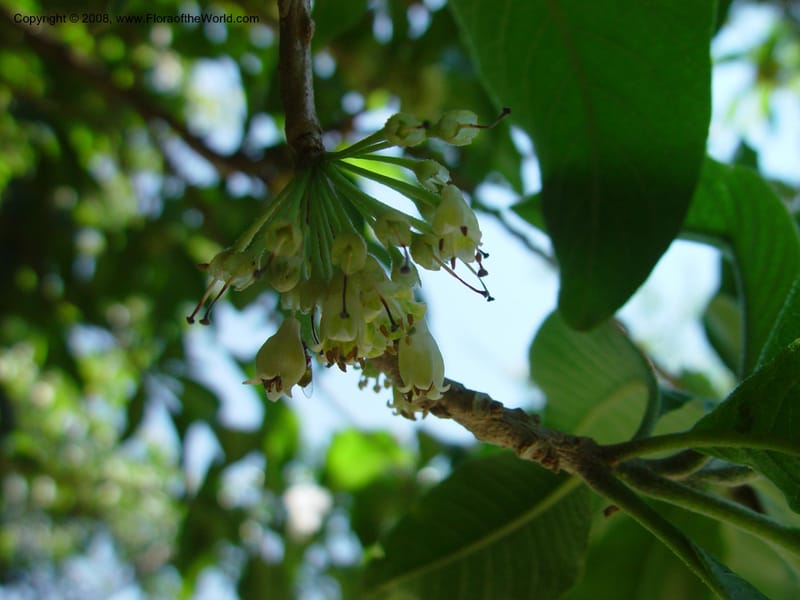 Acnistus--Costa Rica. INBIO Parque, San Jose. 29 Mch 03. 081.jpg