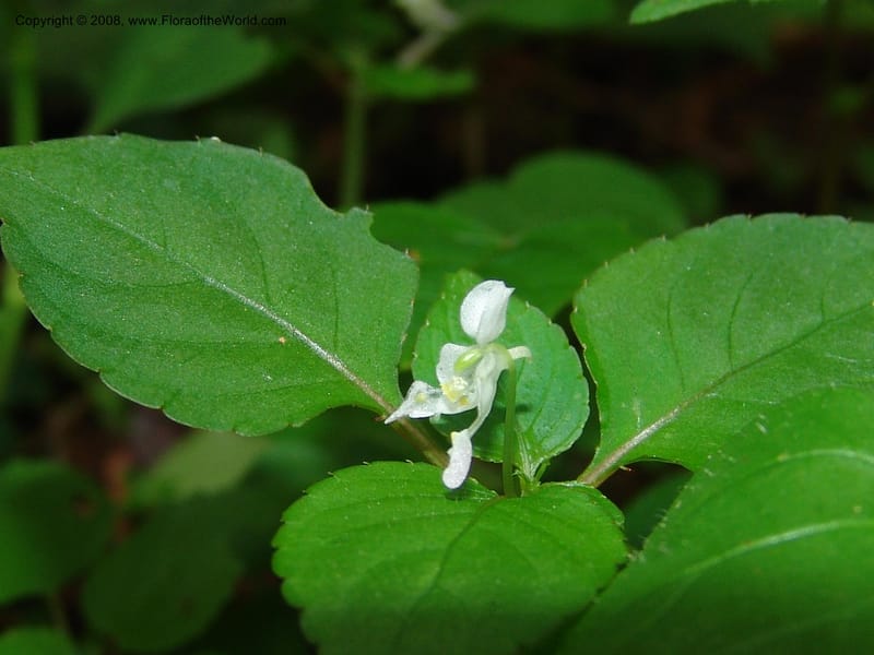 Impatiens, Z.Rogers842--Madag. Prov. Tuliar. Parc Nat. Zombitse.  13 Jan 06. 179.jpg