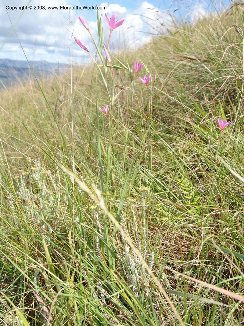 Hesperantha--So.Africa. E. Cape. Waringham Farm, Quanti Area, Stut. 8 Mch 05. 130.jpg