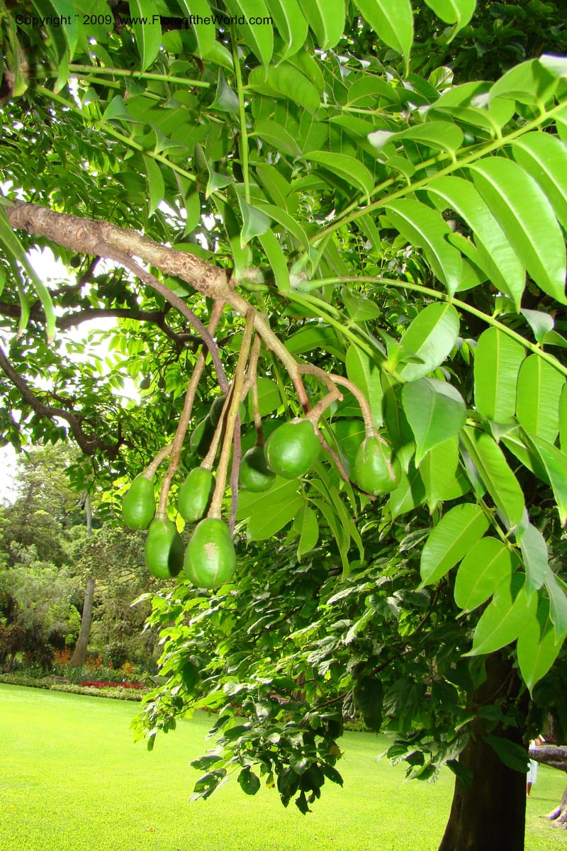 Spondias cytherea--South Africa. Durban Botanical Garden. 30 Jan 09. 362.jpg