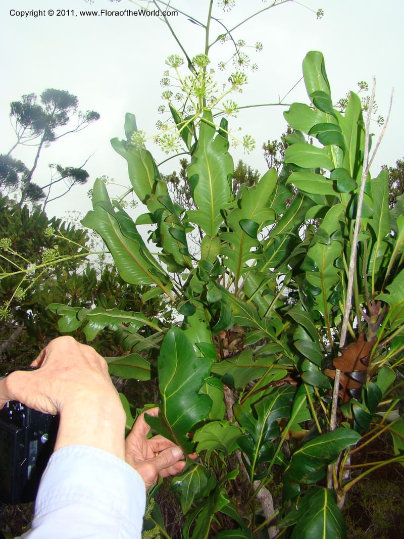 Myodocarpus crassifolius--New Caledonia. Pl des Lacs. Ca. Grand Lac. X fraxinifolius. 21 Jan 2010. 293 (285).jpg