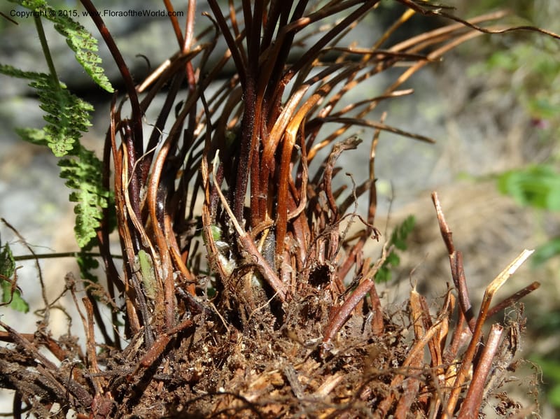 Woodsia scopulina, Davidson, C 12843--Idaho. Valley County. Sylvan Beach. 15 Jun 2015.  (51).JPG