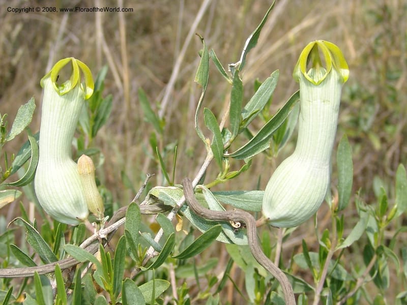 Ceropegia ampliata--So.Africa. Mpumal. twd Steelpoort.16 Mch 05. 503.jpg