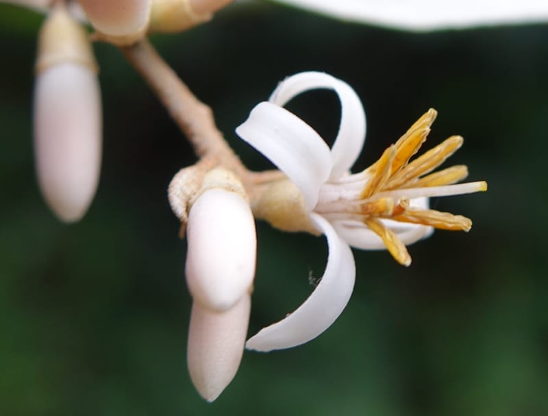 Styrax suberifolia, Chung Kuo-Fang 3354--Taiwan. Wulai Distr. Wulai village. Chia Jiao Liao. 19 May 2016.  (50).JPG