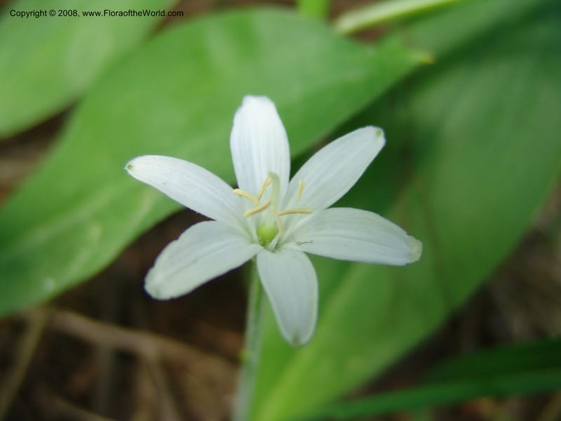 Clintonia uniflora--ID. Valley Co. Sylvan Beach, McCall. 24 Jun 05. 023.jpg