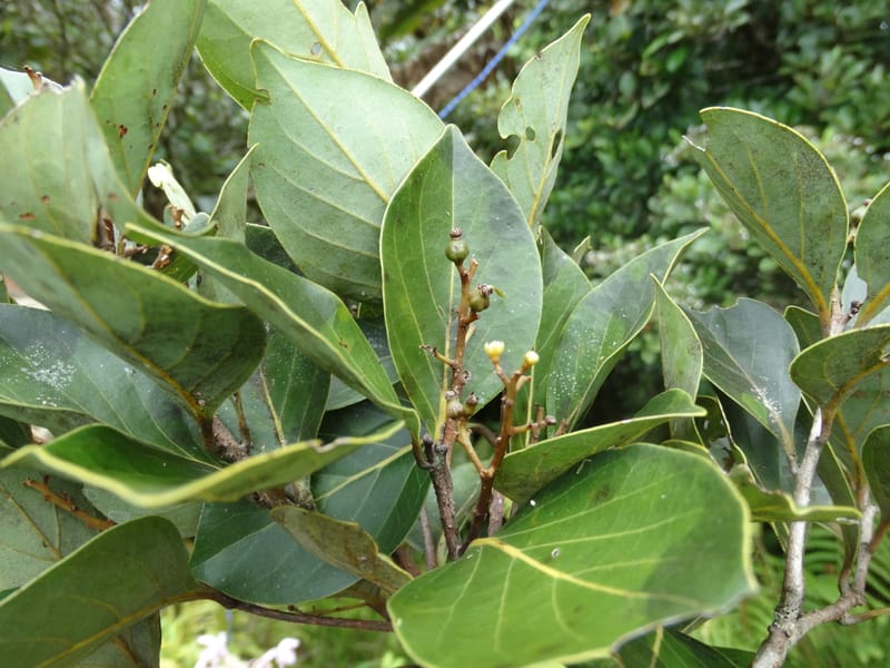 Cryptocarya, Munzinger, J 7347--Fiji. Delaikoro Mtn. 3 Nov 2015. DSC08393 (276).JPG