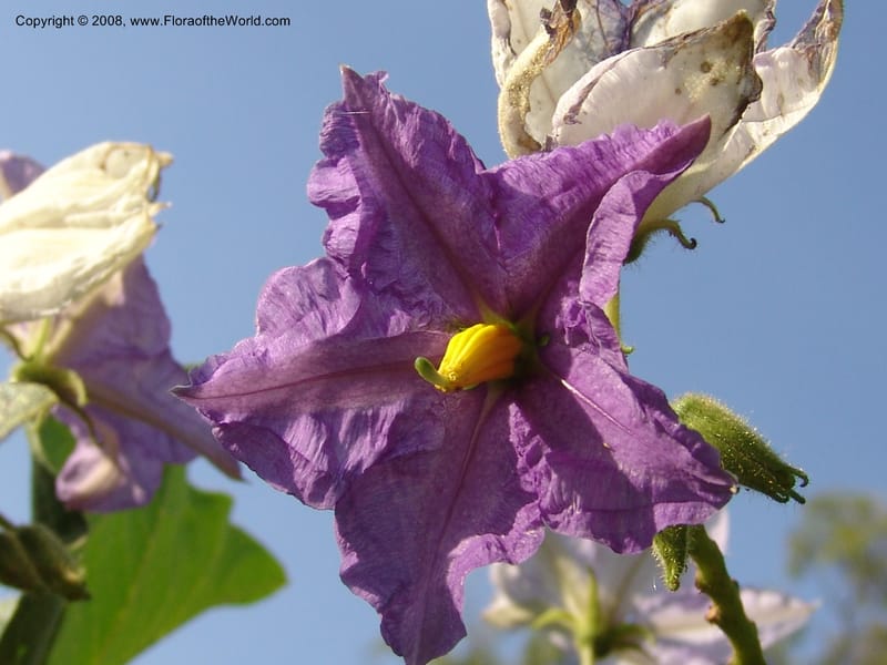 Solanum--Uganda. Crater Lakes region, Ndali lodge, S of Fort Portal. 4July 04. 023.jpg