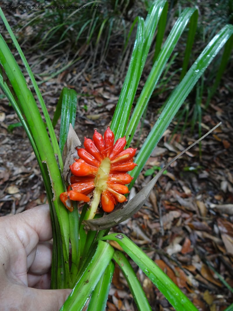Pandanus platystigma, Callmander 1001--Sarawak.. Bot. Res. Center, Semengoh. 26 Mar 2012. DSC05403 (29).JPG