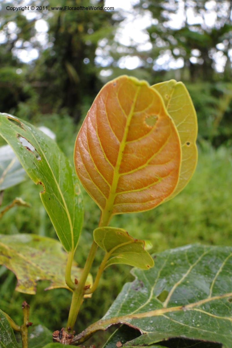 Endiandra, J. Munzinger 6507--Fiji. Area of Monasavu Dam I. 9 Feb 2011. 402 (31).jpg