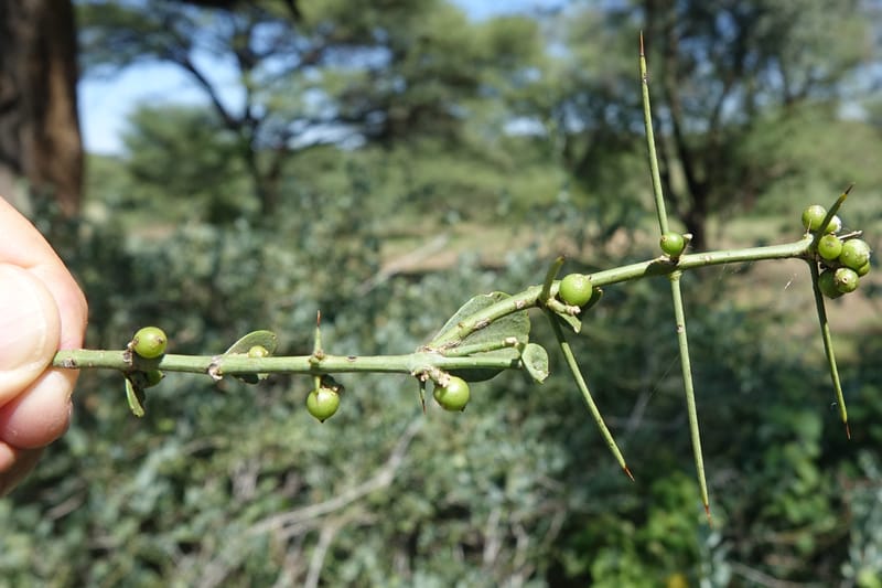 Gymnosporia senegalensis, L. Nanyeni 1166--Namibia. Hwy B1 S of Okahandja at Swakop R. bridge. 16 May 2018.  (57).JPG
