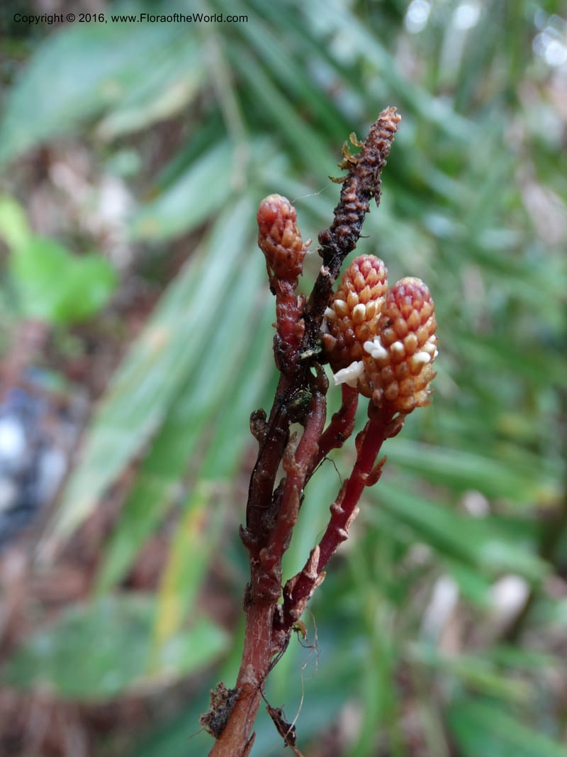 Epirixanthes, Davidson, C 12753--Sabah. Hampuan FR. 13 Oct 2014. DSC04689 (4).JPG