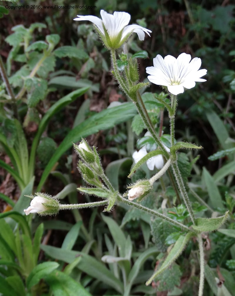 Cerastium, Ulloa, C 2477--Ecuador. Mojanda. 22 Apr 2015. DSC02267 (63).JPG