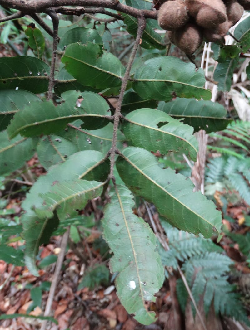 Alectryon hirsutus, Munzinger, J 7420--New Caledonia. Foret du Koghi. 13 Fri 2015. DSC02196 (170).JPG