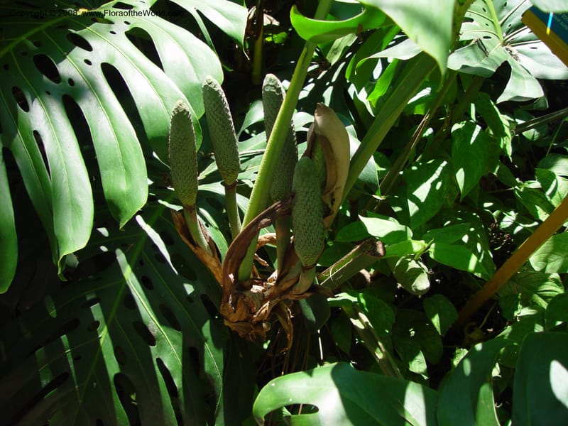 Monstera deliciosa--Costa Rica. INBio Parque, San Jose. 29 Mch 03. 013.jpg