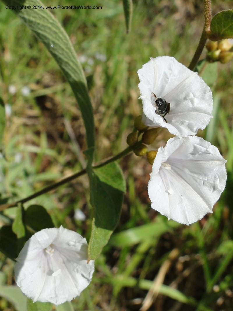 Convolvulus, Stevens,  W. D 31125, Cerro Cora, 16 Mar 2011 1688 (3).JPG