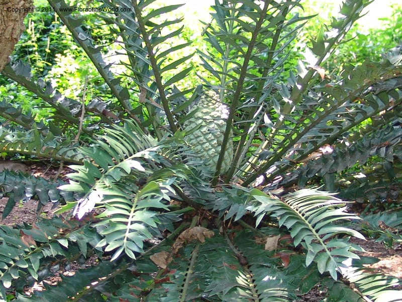 Encephalartos arenarius--So.Africa. Lowveld Nat. Bot. Gard. 14 Mch 05. 337.jpg