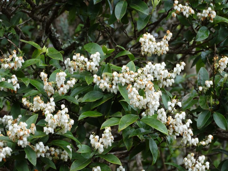 Pieris floribunda, Davidson, C 12956--North Carolina. Trans. Co. Devil's Courthouse View. 12 May 2015. DSC04151 (4).JPG