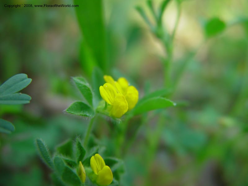 Medicago minima--Italy. Abruzzo. Riserva Torino di Sangro. 5 May 03. 124.jpg