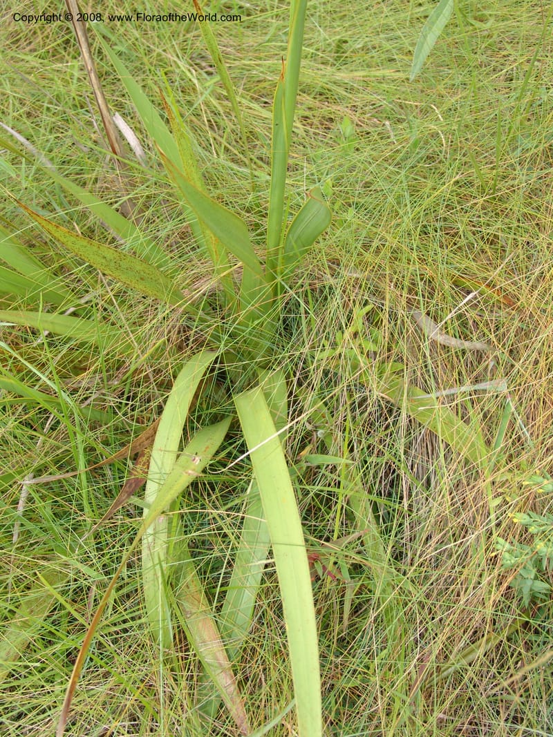 Watsonia densiflora--So.Africa. E. Cape. Umtamvuna Nat. Res. 11 Mch 05. 406.jpg