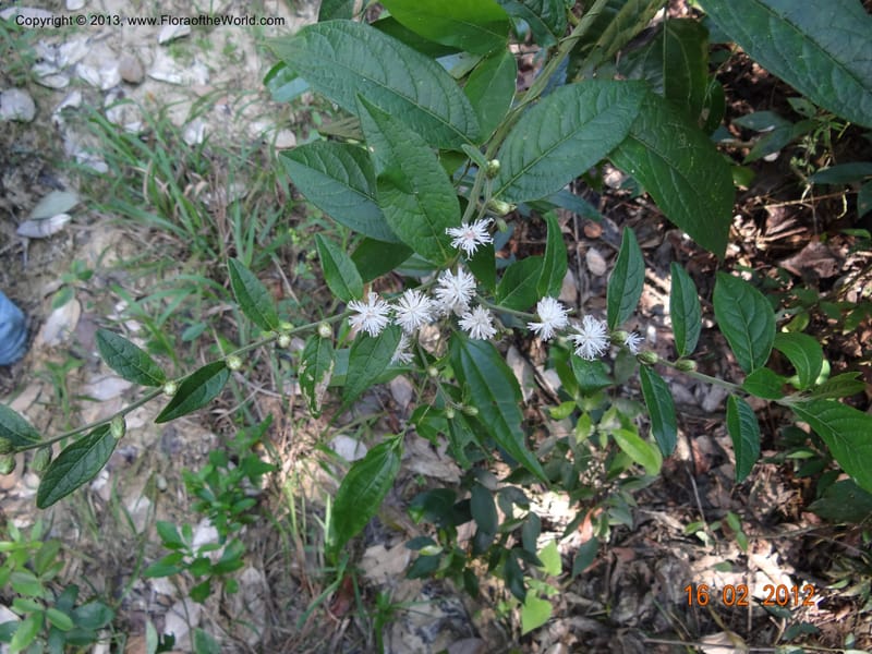 Vernonia sp. unk., Martinez-Melendez, M 421--Mexico, Chiapas, Palenque 16 Feb 2012  3009 (1).JPG