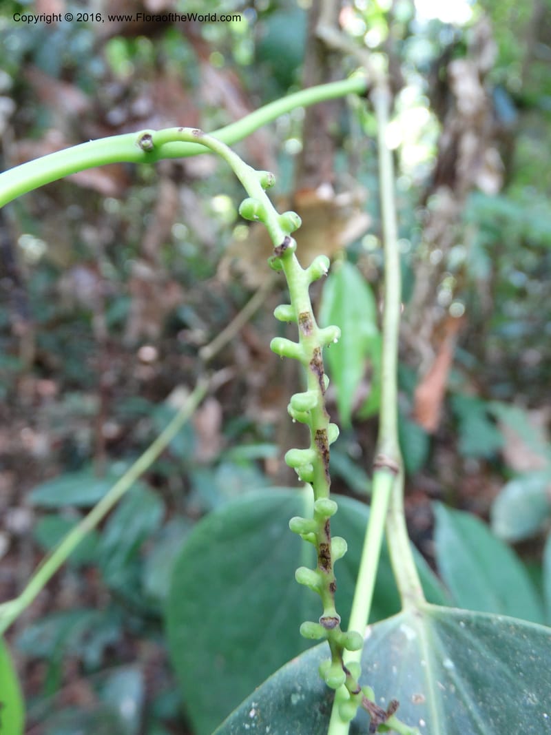 Piper, Davidson, C 12675--Sabah. Danum Valley. 4 Oct 2014. DSC01741 (221).JPG