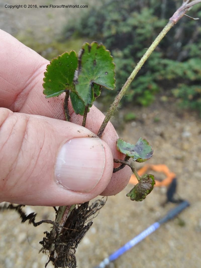 Ranunculus, Ulloa, C 2536--Ecuador. P. N. Cajas. Tres Cruces. 28 Apr 2015. DSC03499 (179).JPG