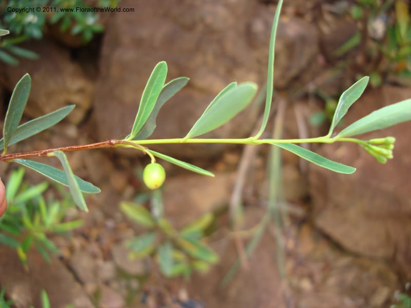 Wikstroemia indica, J Munzinger4671,New Caledonia,Dumbea barrage 11Nov2007 220 (6).jpg