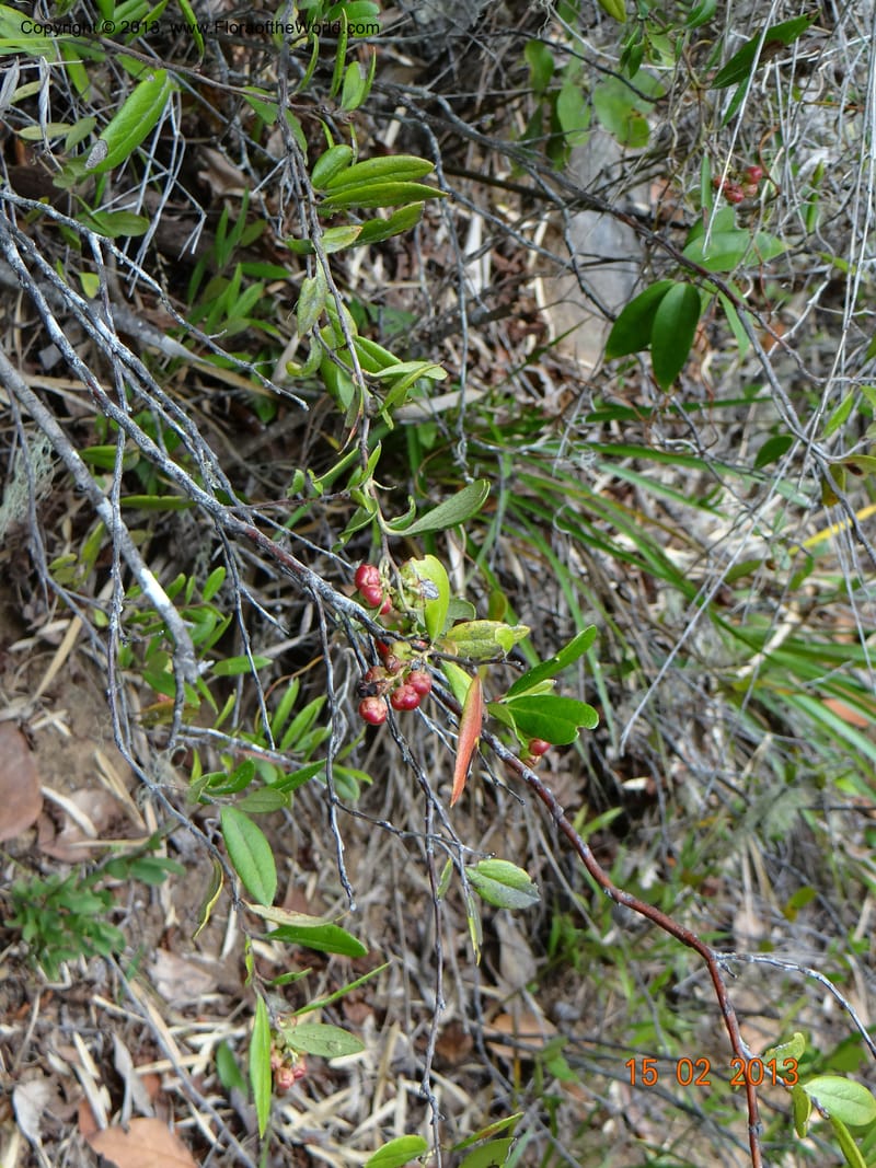 Ugni molinae, W. D. Stevens 34078--Chile, R N  Los Queules, 15 Feb 2013  8057 (7).JPG