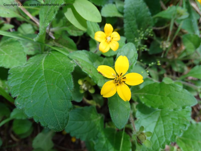 Chrysogonum virginianum, Davidson, C 13044--South Carolina. Oconee Co. Brasstown Cr. 19 May 2015. DSC06413 (2).JPG