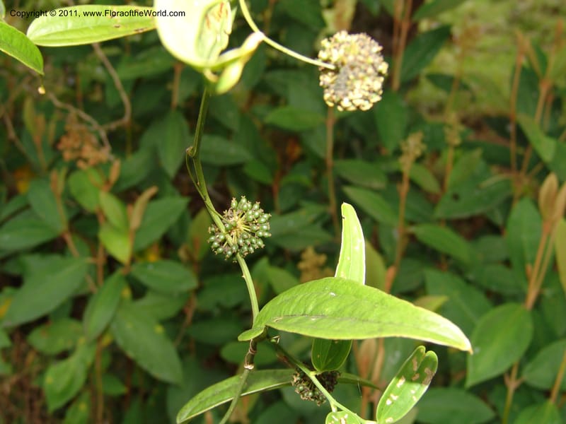 Smilax obliqua, RVasquez 31461--Peru. Prov. Oxa. Parq. Nac. Yanachaga Chemillen. 12 Oct 06. 177 (8).jpg
