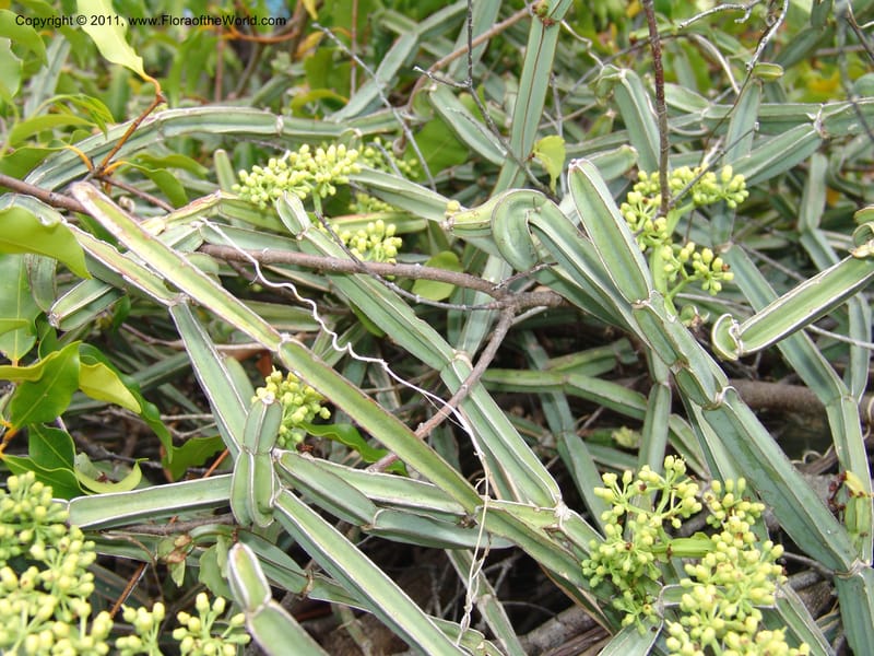 Cissus quadrangularis, ZRogers1099--Madag. Prov. Antsir. Montagne de France. 6 Nov 06. 094.jpg