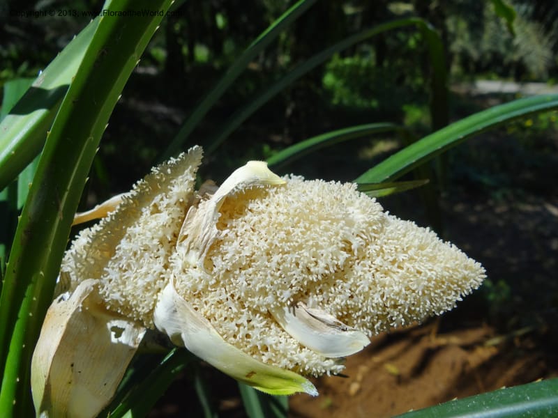 Pandanus fusinus, Buerki, S 334--Malaysia. Sabah. Tahan Niaga Plantation. 8 Apr 2012. DSC07609 (96).JPG