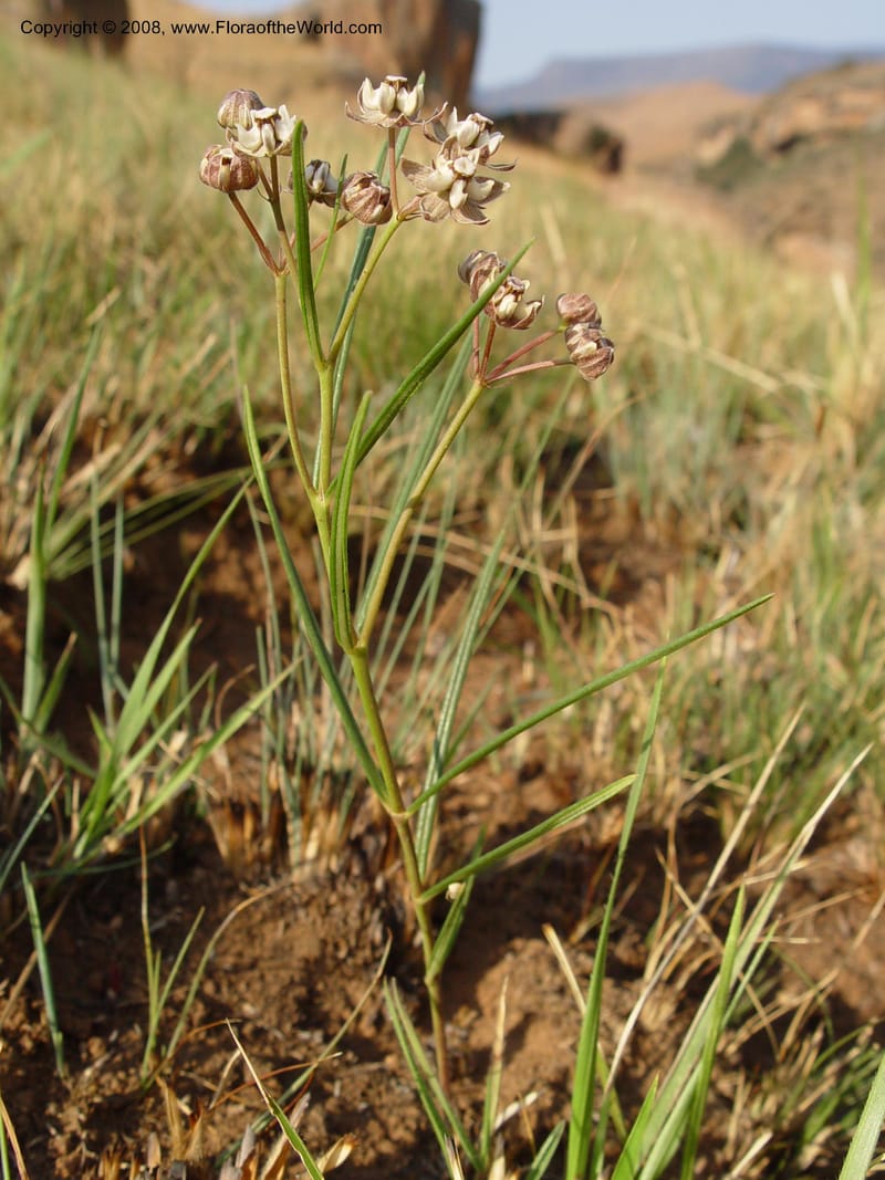 Asclepias cucullata--So. Africa. Drakensberg Mts. Giant's Castle. 4 Oct 03. 013.jpg