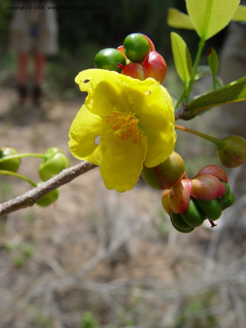 Ochna arborea cf--So. Africa. KwaZuluNatal. Lake Sibaya Lodge. 1 Oct 03. 176.jpg