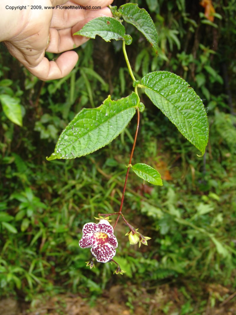 Croat94529--Ecuador. Prov. Pichincha. Guaycuyacu-Pacto. 12 Feb 05. 053.jpg