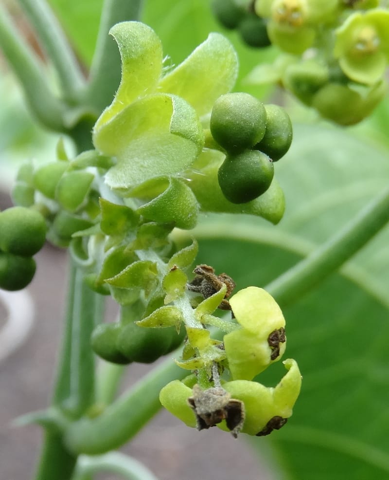 Megistostigma cordata, Davidson, C 12936--Sabah. Ruyu Oil Palm Pl. 29 Mar 2015. DSC01510 (20).JPG