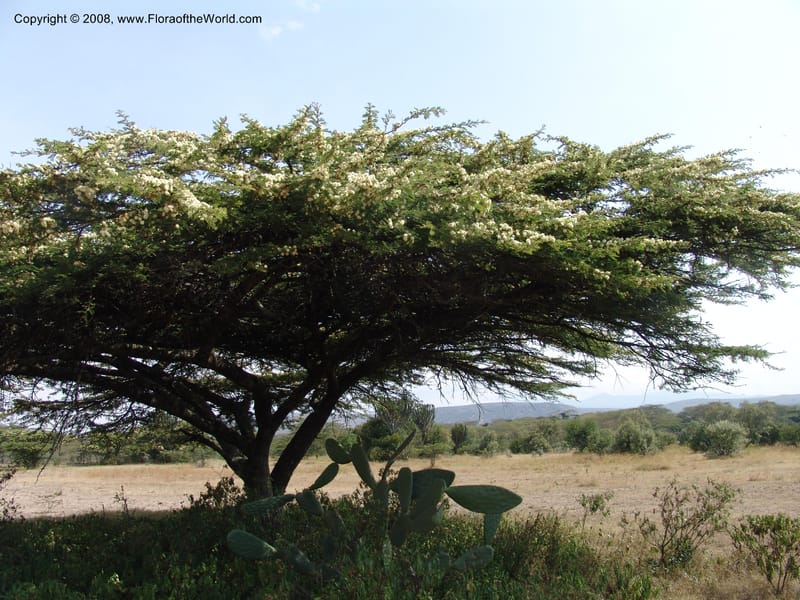 Acacia--Kenya. Gilgil on Hwy A1. 10 Jul 04. 103.jpg