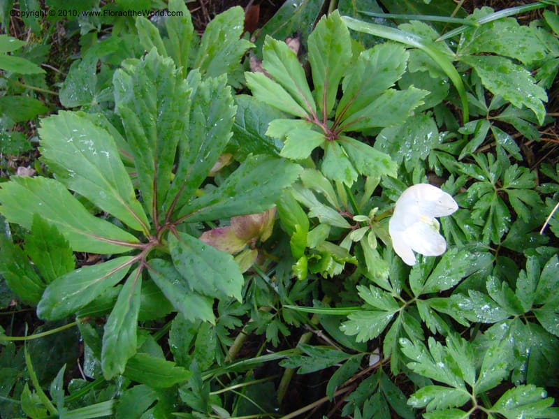 Helleborus niger, C. Davidson 11219--Slovenia, Stajerska Region, Menina Planina, 19 May 2008.  038 (1).jpg