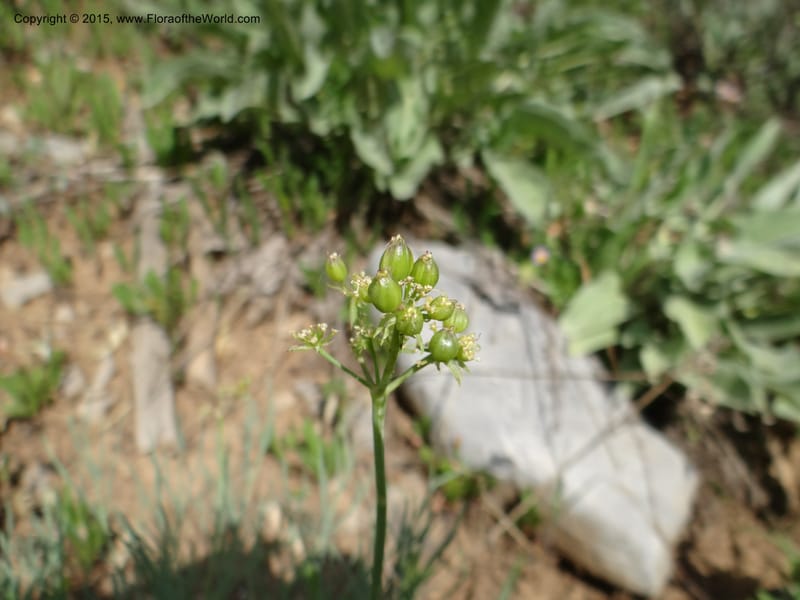 Lomatium graveolens, Mansfield, D 12-598--ID. Bear Lake Co. Mt. Sherman. 13 Jul 2012. DSC03473 (32).JPG